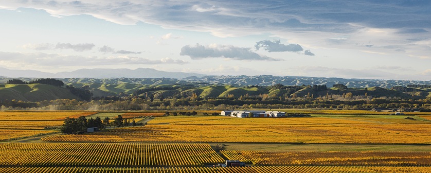 Craggy Range Vineyard